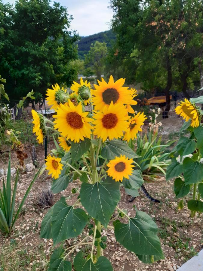 לינה וארוחת בוקר Castelvecchio Calvisio Il Girasole מראה חיצוני תמונה